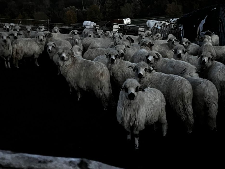 Vând oi și capre productive si tinere