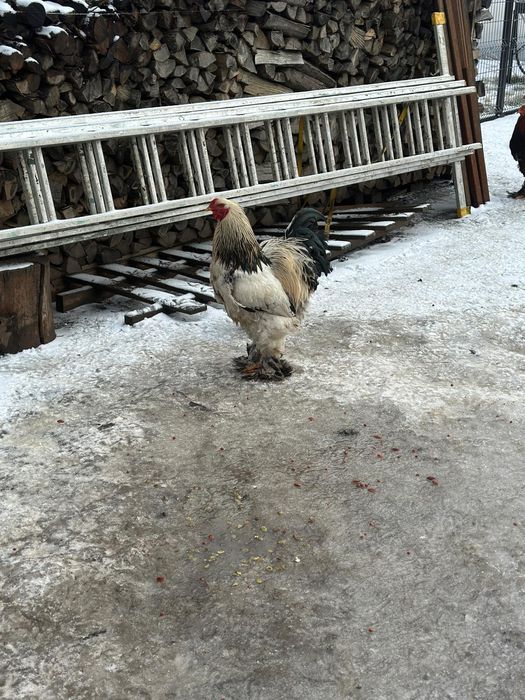 Cocoși brahma de vanzare