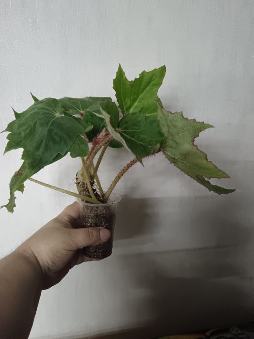 Филодендрон, бегония