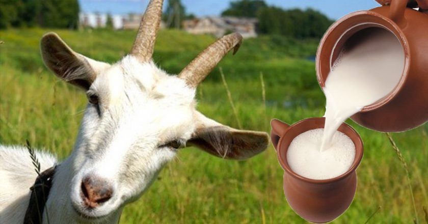 Продам свежее козье молоко