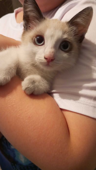 Котята в добрые руки, бесплатно
