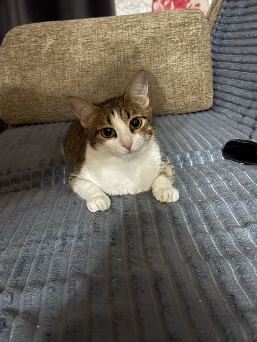 Отдам даром кошку