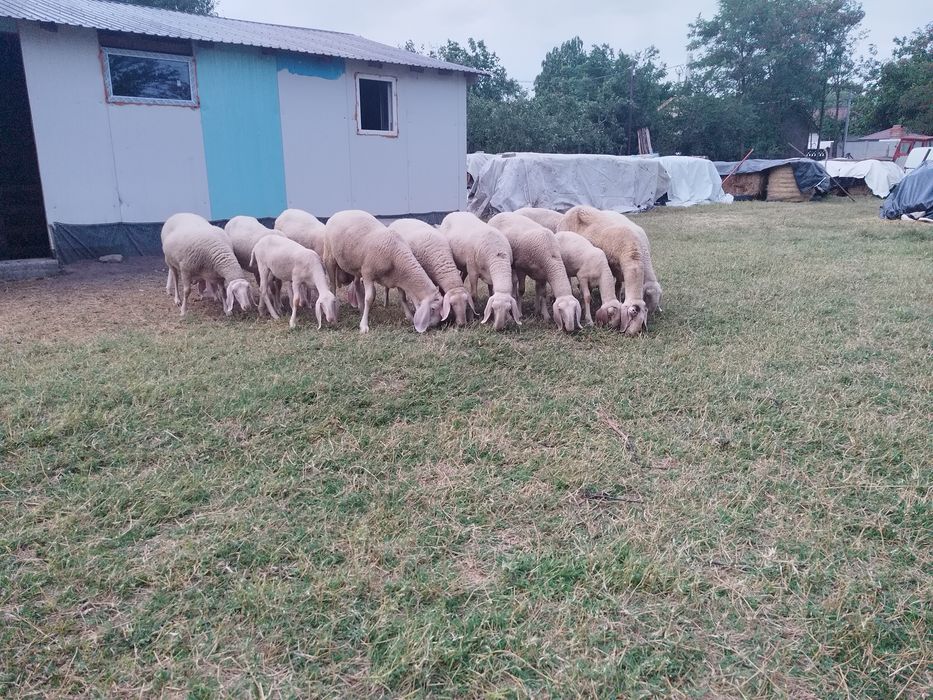 Oi bergamasca rasa pura