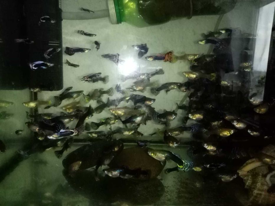 Pesti de acvariu Guppy