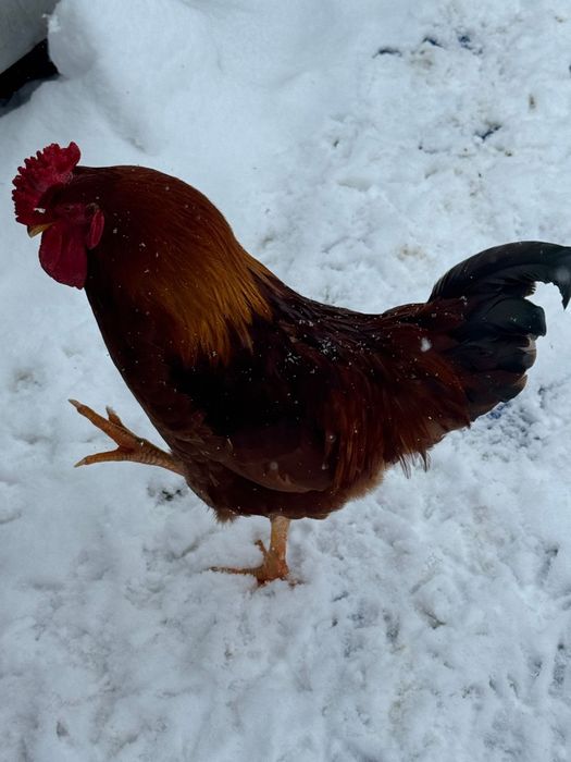 Vand cocosi de curte