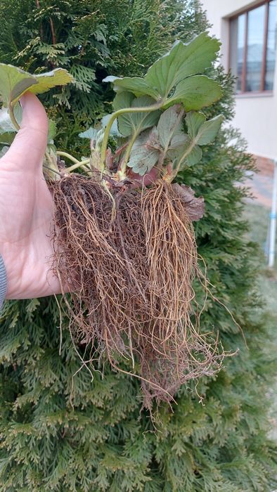 Stoloni capsuni Albion și soiuri unifere