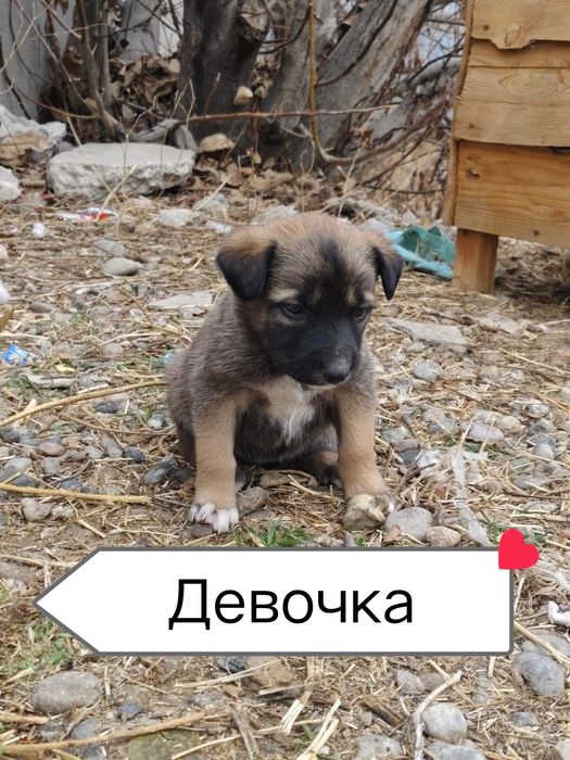 Бесплатно щенки в добрые руки