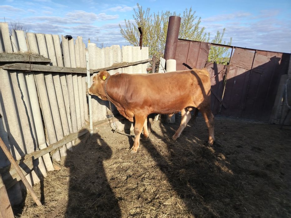 Продам 2 бычка откорм