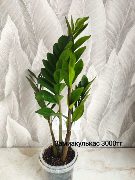 Монстера Тайское созвездие, БМФ, хойя, Алоказия