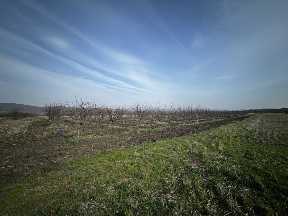 Продава се Земеделски имот в с. Поляново, Област Бургас -  кв.м за 153 €/дка - Снимка #4