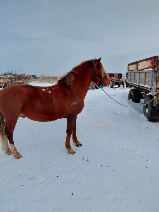 Жеребец на племя