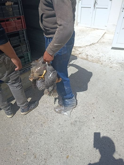 Ferma Piatra Neamț SRL