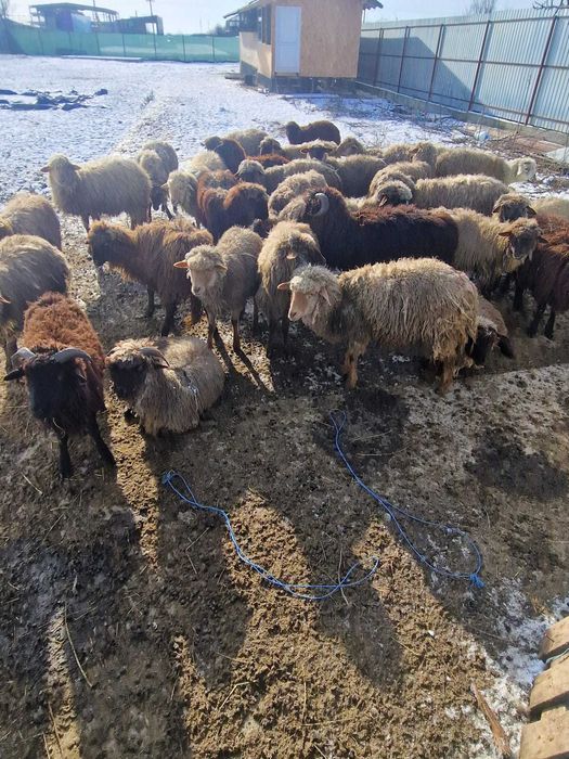 Vand oi  la 500 lei bucata