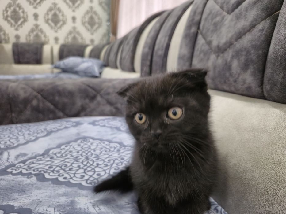 Продается котенок