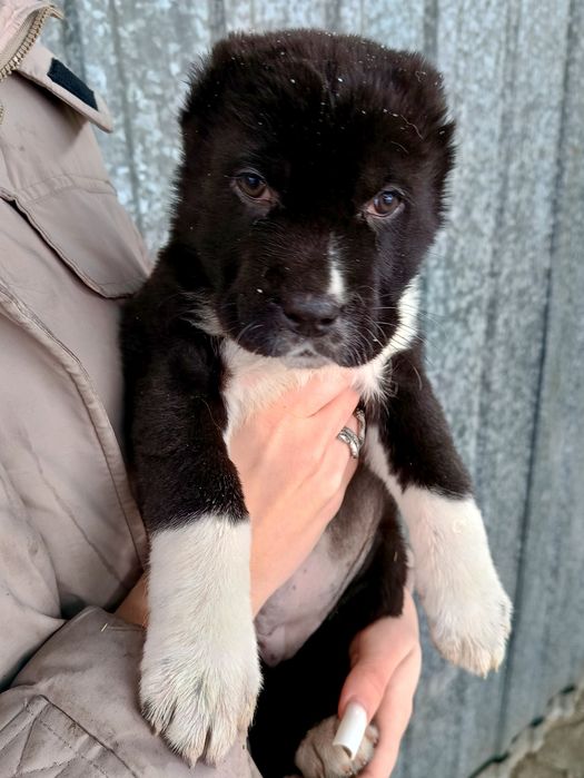 Продам щенков азиатов