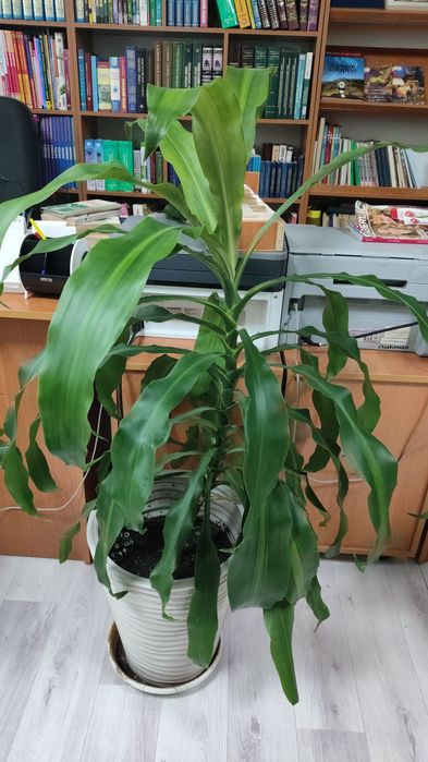 Комнатные цветы, торг уместен