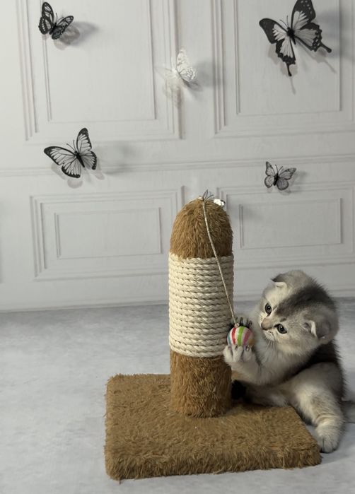 Продаются котята  вислоухие