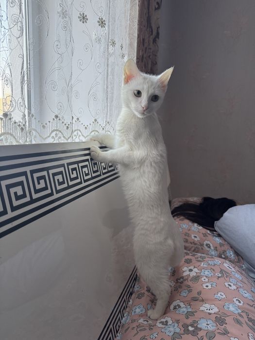 Потеряли кота по имени Юки