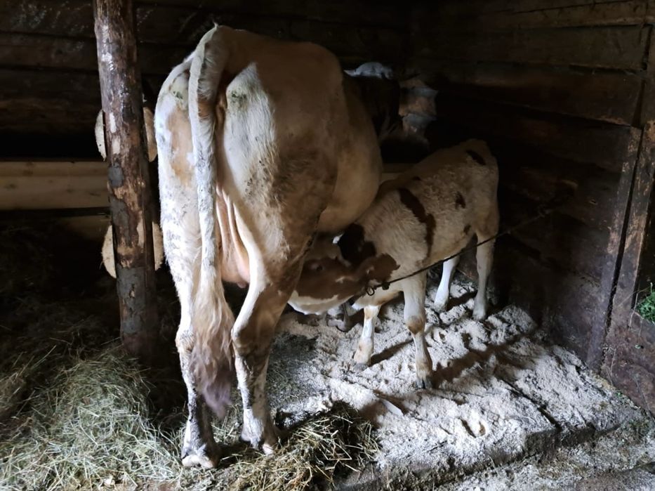Vand vaca cu vitel
