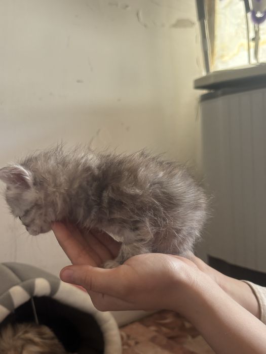 Котики маленкие даром