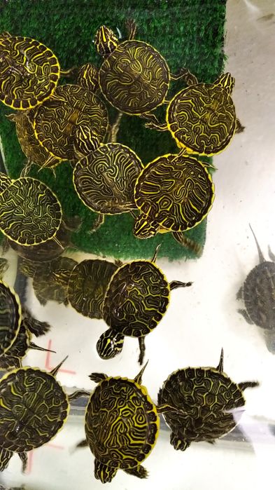 Водна костенурка