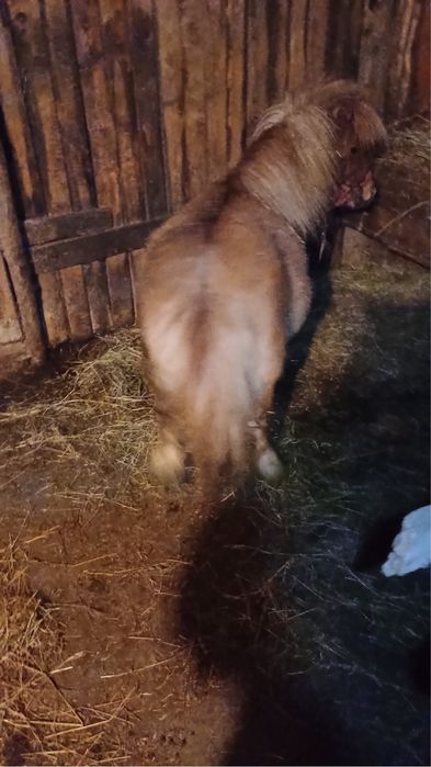 Ponei mascul in zona timis