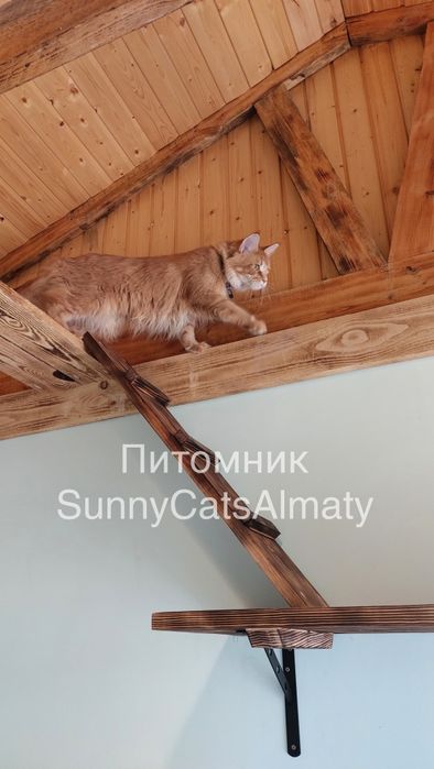 Профессиональный Питомник Мейн-кун/ Есть Рассрочка