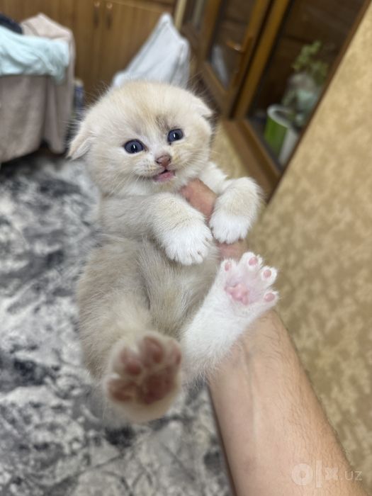 Котенок поподистый приучен к лотку