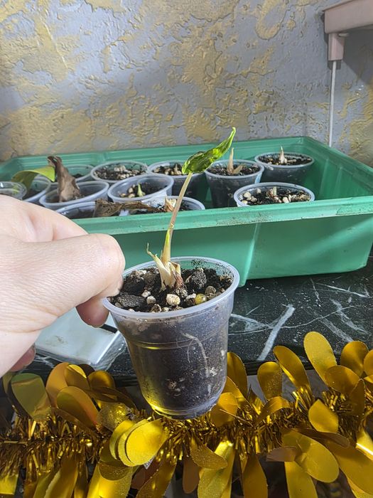 Продам деток алоказии Полли