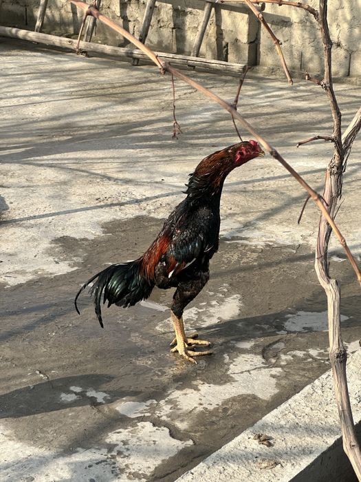 Dakan xuroz zot uchun