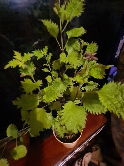 Колиус цветок домашний