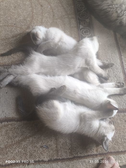 Отдам в хорошие руки