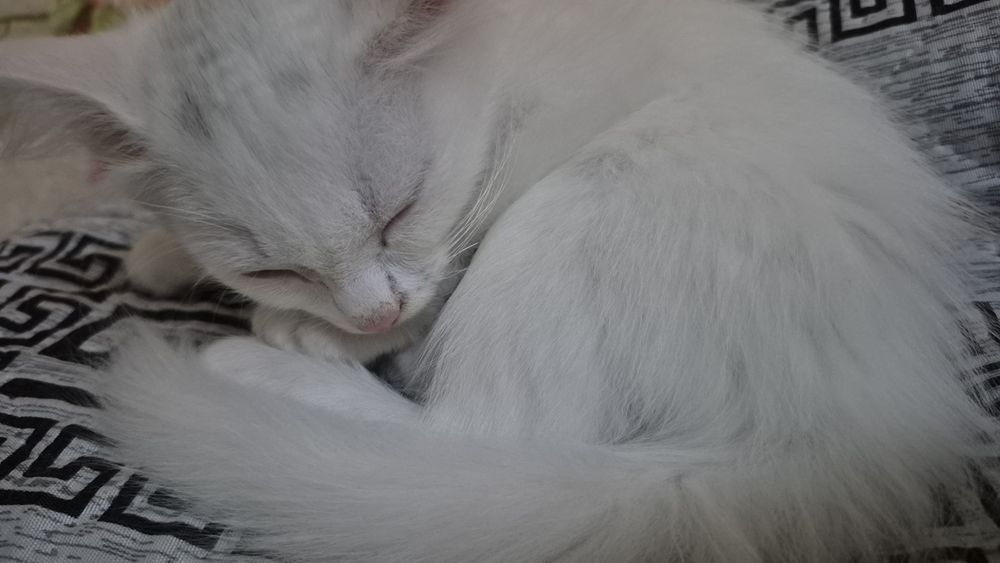 Отдам котёнка (девочка) бесплатно
