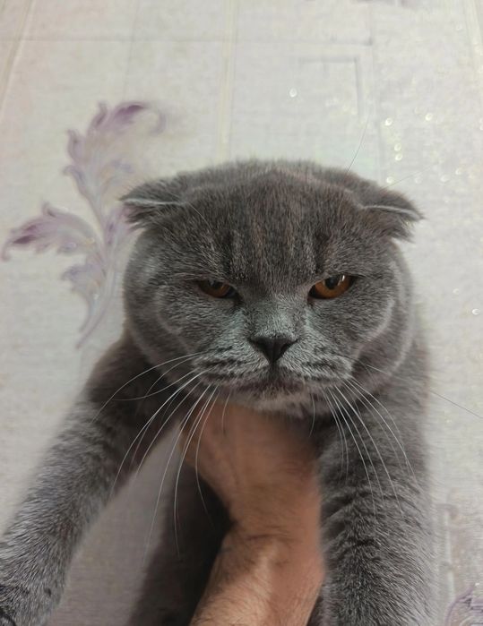 Skotish fold шотландский скоттиш фолд мальчик