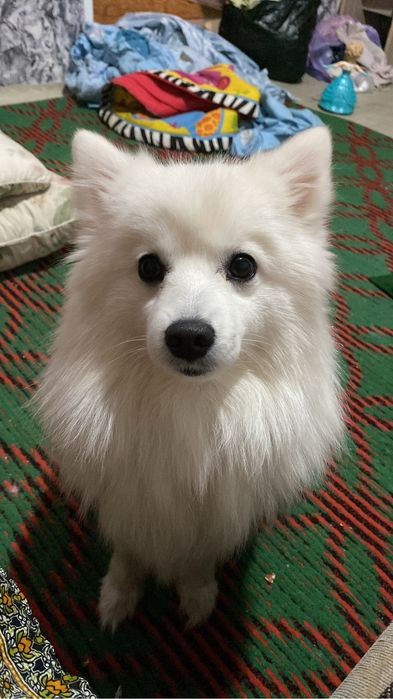 Японский шпиц девочка