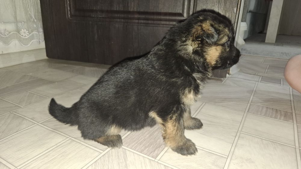 Продам щенка немецкой овчарки