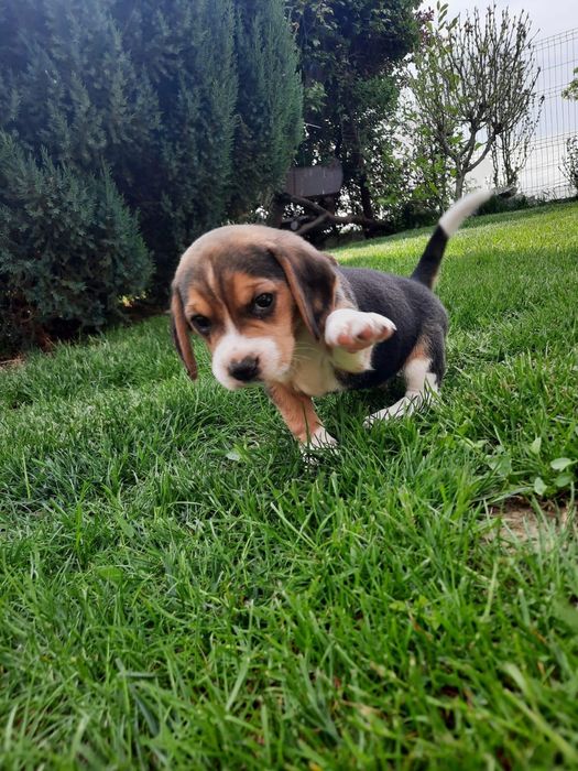 Beagle tricolor de vânzare