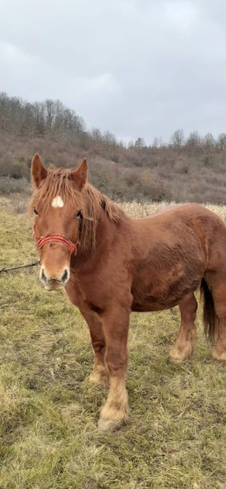 Vând iapă de 6 ani, gestantă