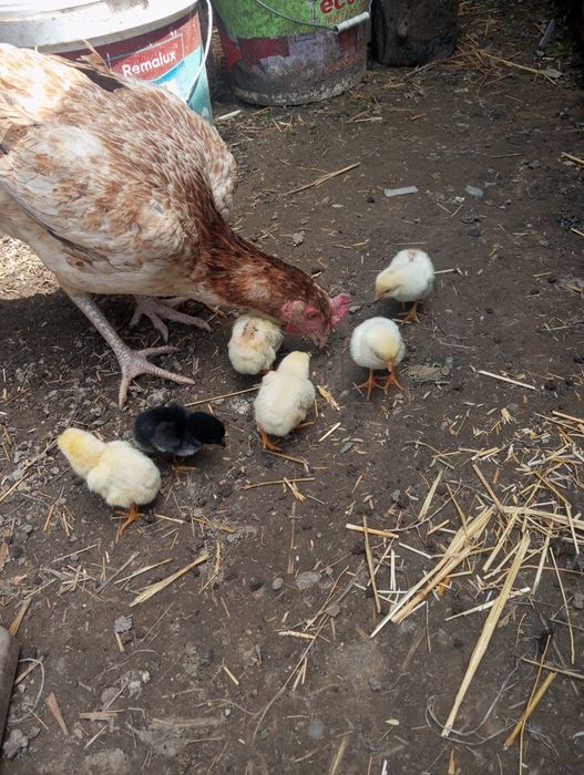 Бойцовые цыплята