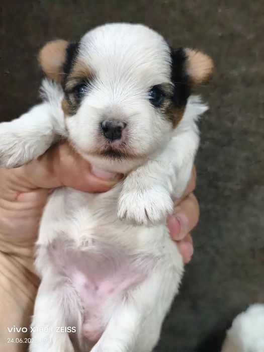 Очаровательные щенки бивер-йорка.