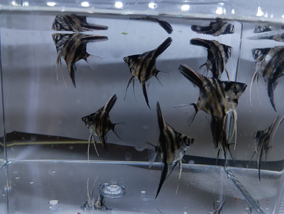 Аквариумные рыбки скалярии