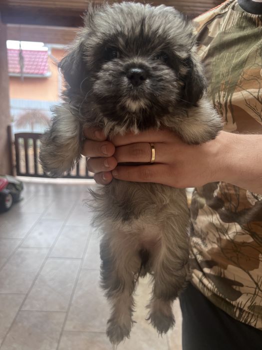 Donez metis de bichon maltez si yorkshire