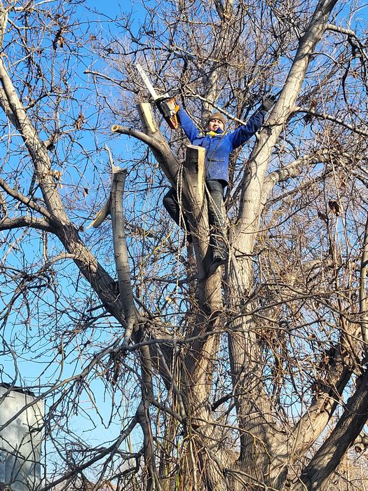 Спил деревьев обрезка плодовых деревьев