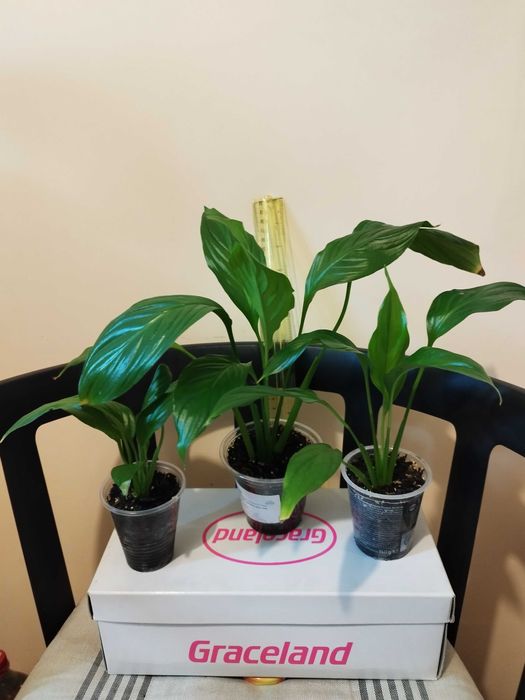 Коледниче, Комплект Мушкато, Кливия, Традесканция, Алиум, Спатифилум