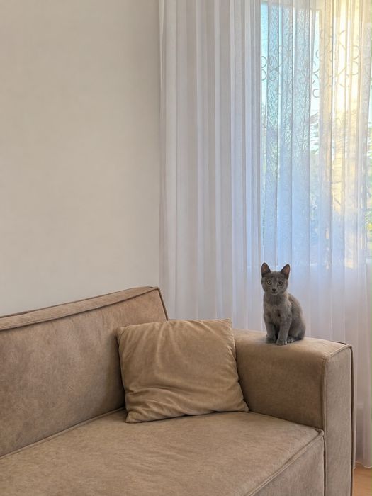 Отдам котенка в добрые руки