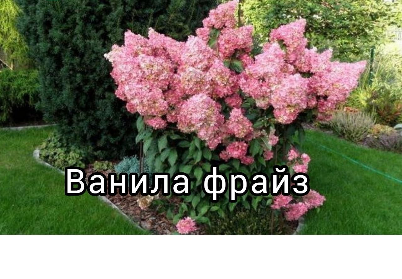 Гортензия ванила фрайз метельчатая описание и фото Гортензия ванила фрайз метельчатая описание и фото