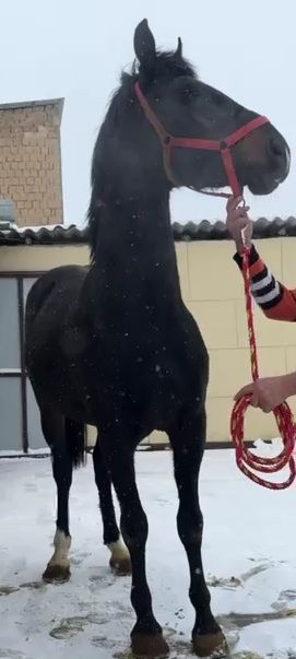 Жеребец на племя, подарок, кокпар