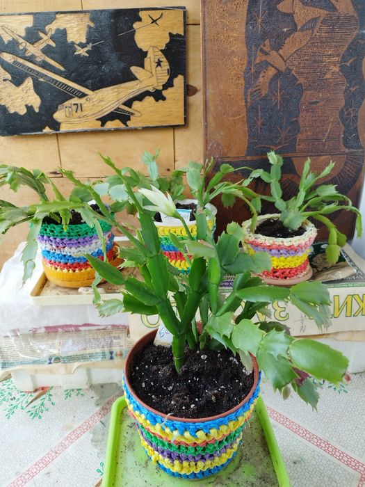 Продам комнатные цветы