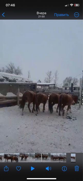 25 бас семіз биелер бар