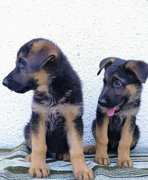 Pui Ciobanesc German